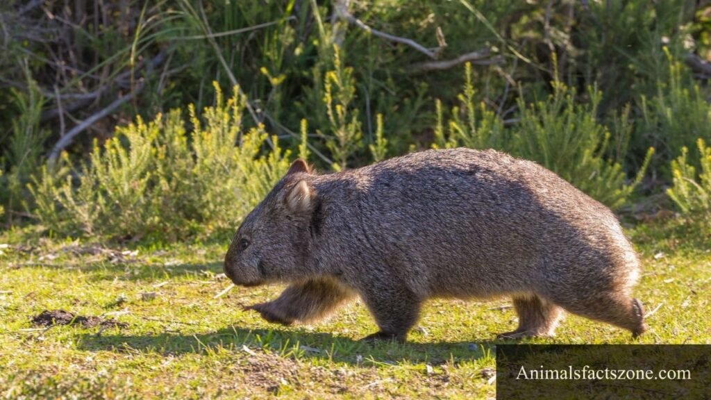 fat animal