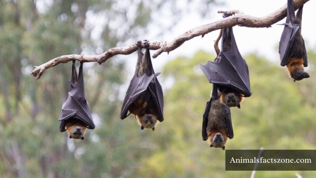 what is a pack animal