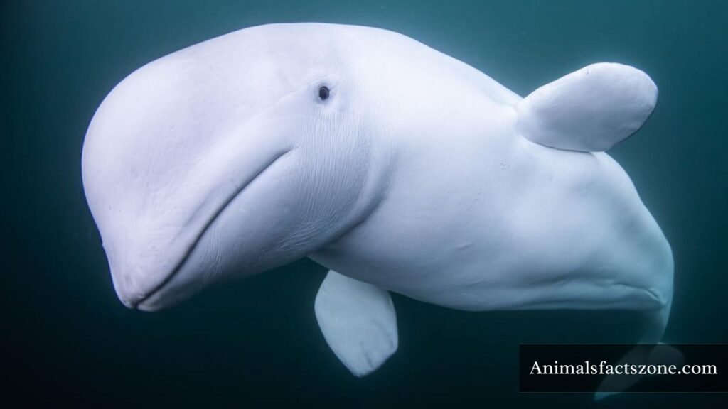 big forehead animals