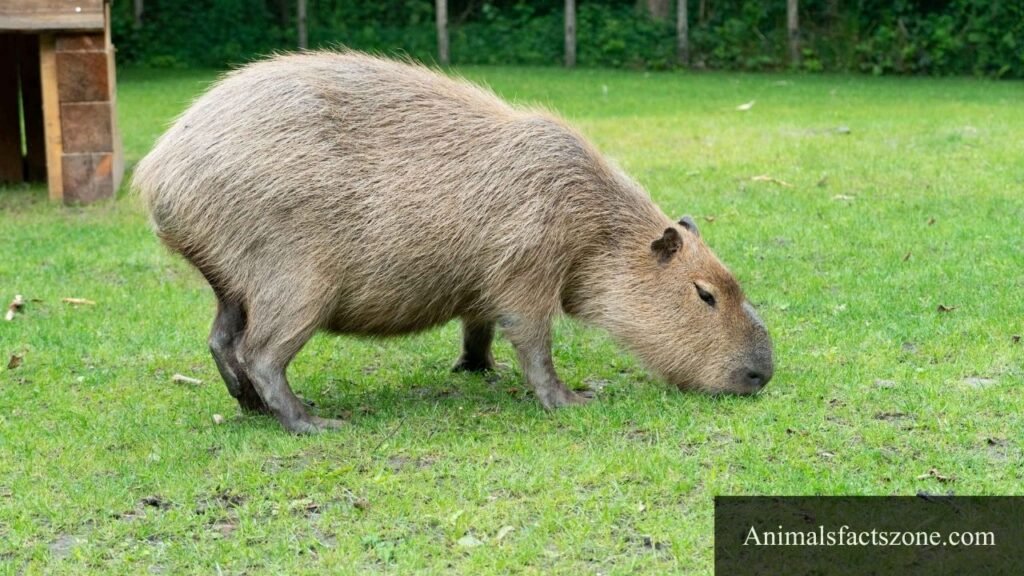 big fat animals