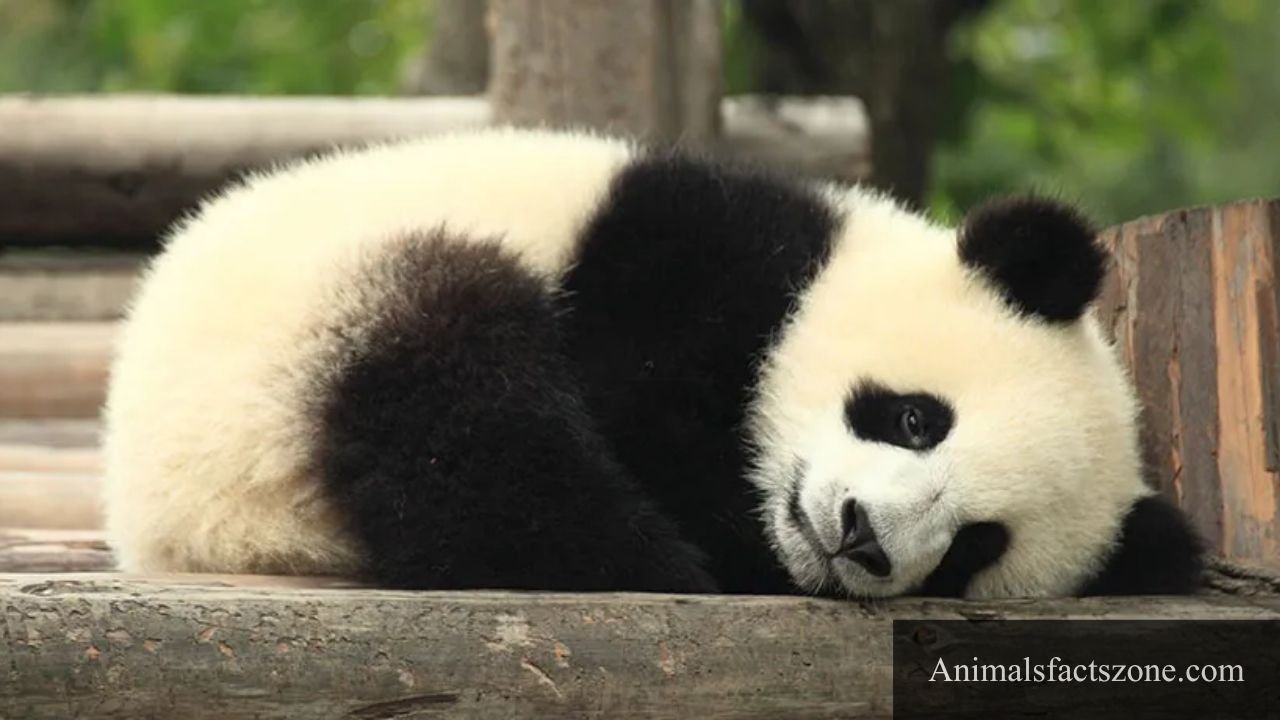 Most Chubby Animals