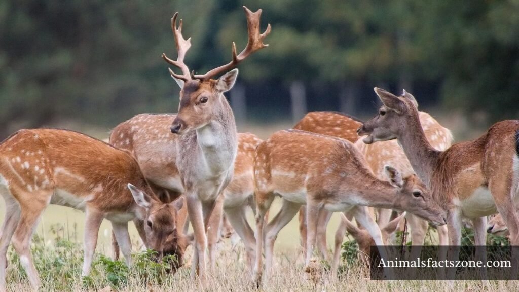 animals living together