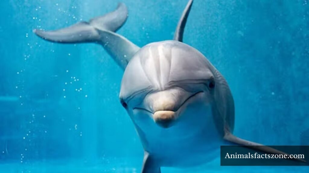 animals that travel in packs