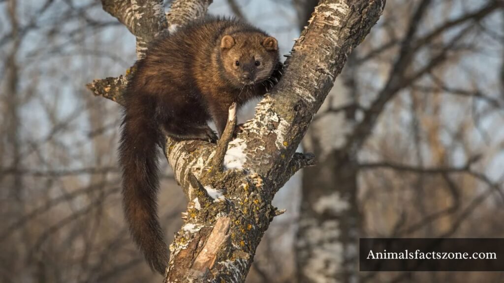 animals like weasels and ferrets