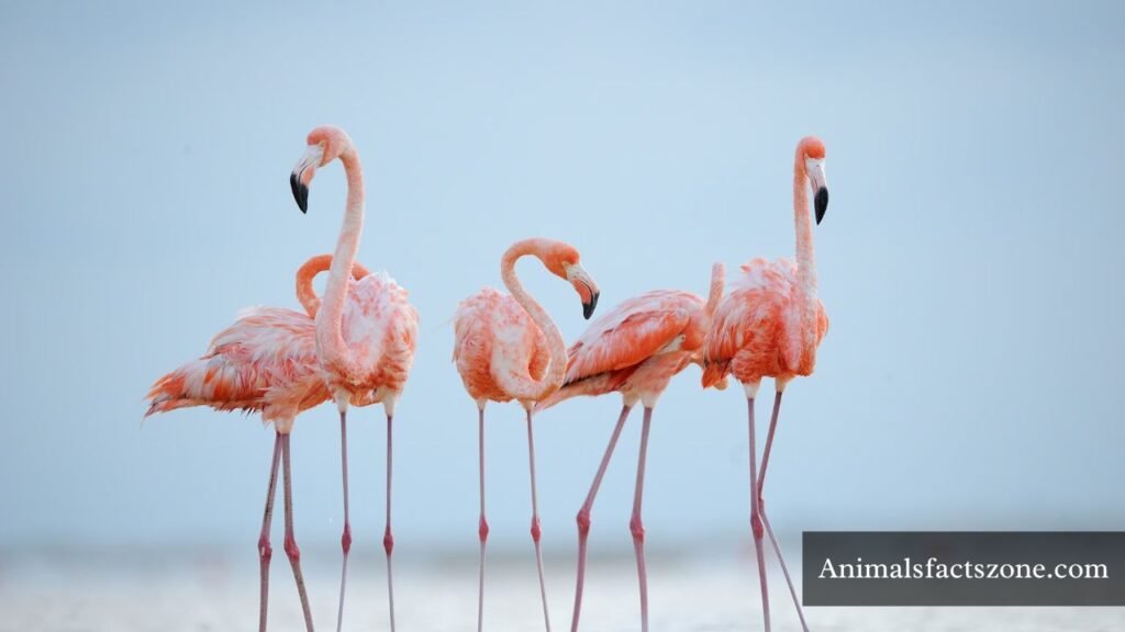 which animals live in groups