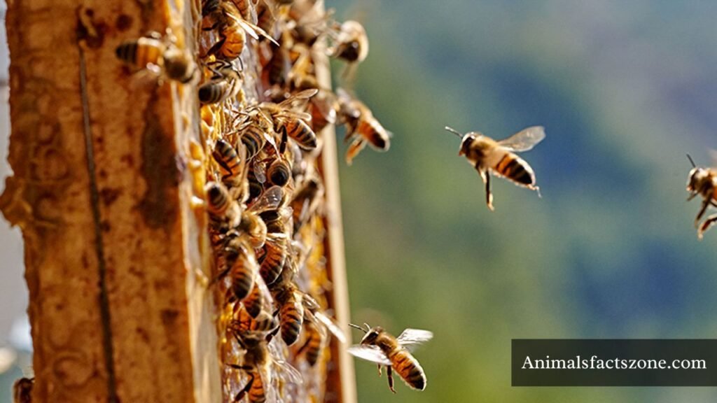 animals that stay in groups