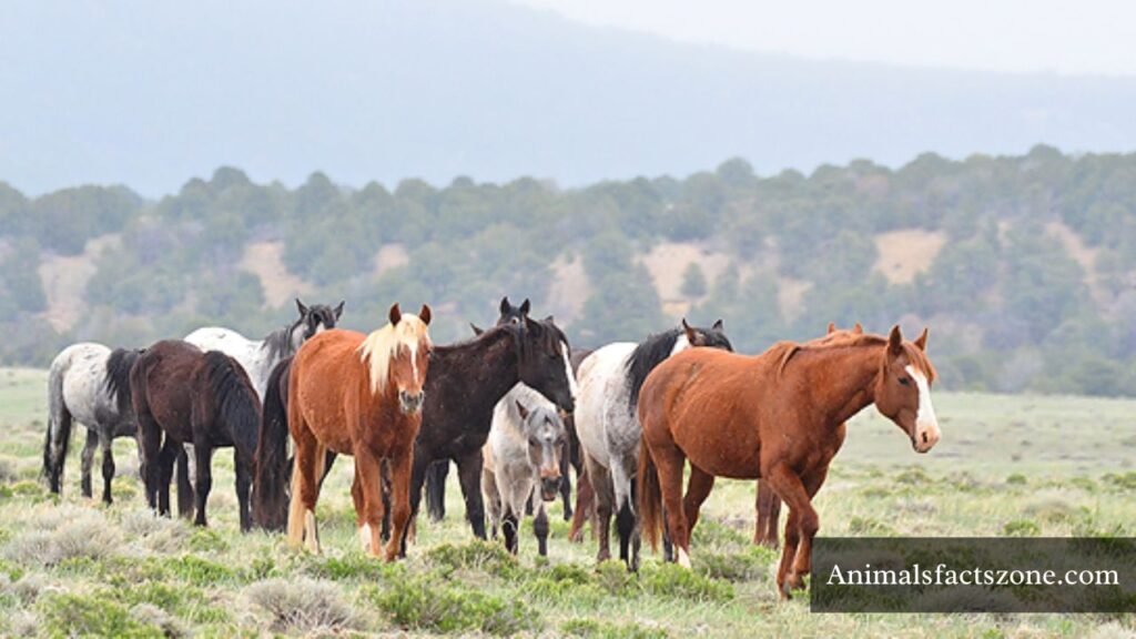 animals living in groups