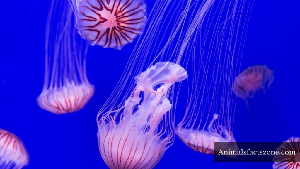 animals that live in communities