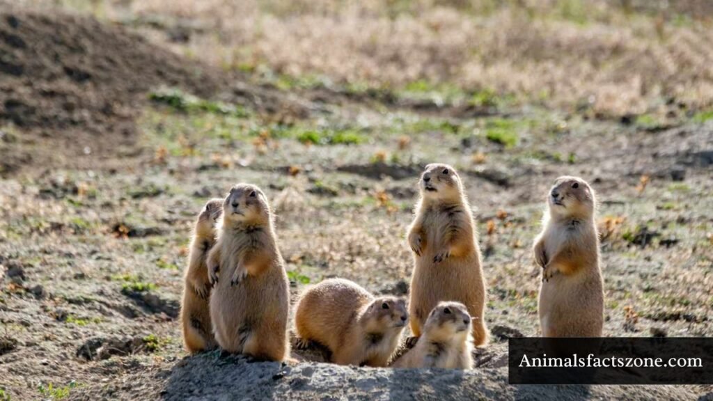 animals that travel in groups