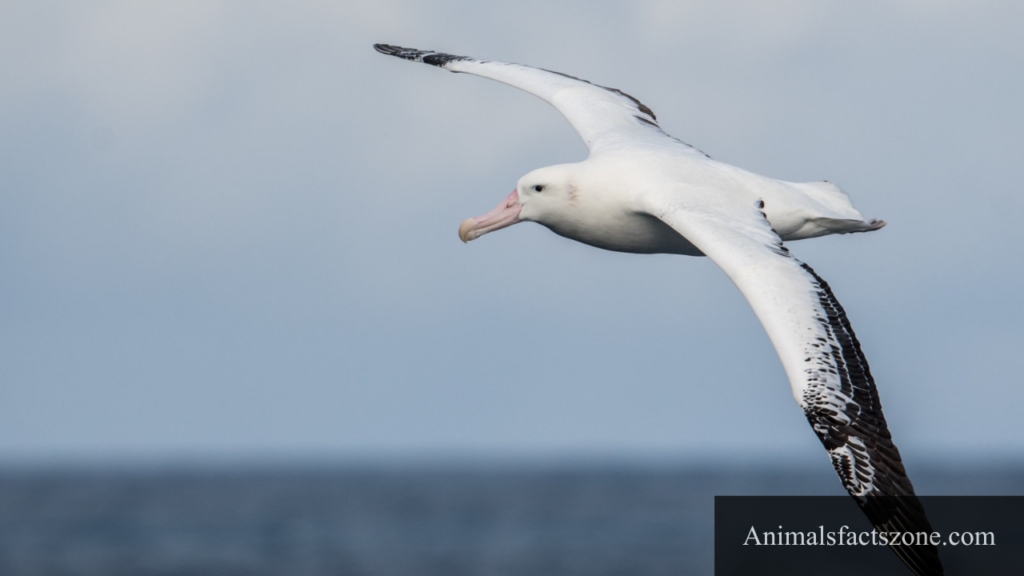birds with webbed feet