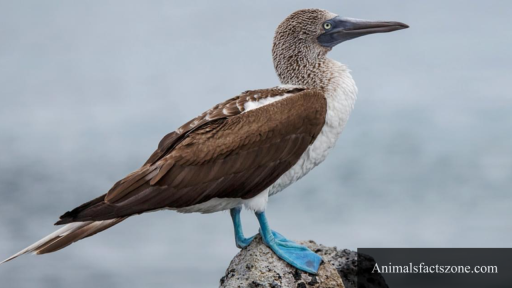 bird with webbed feet