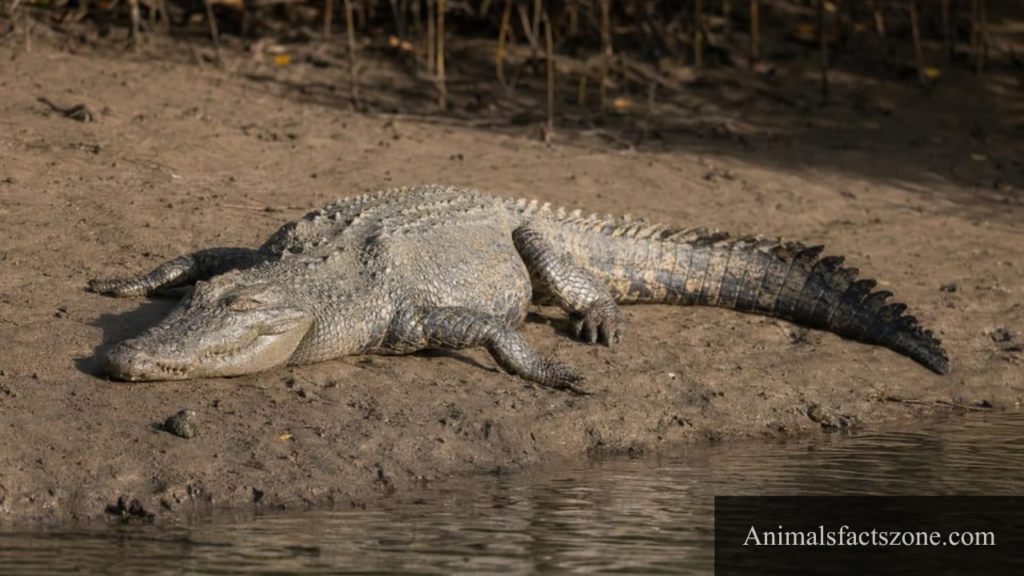 animal with webbed feet