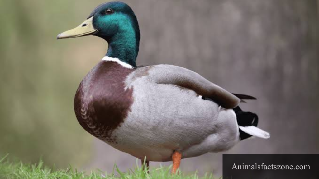 webbed feet animal