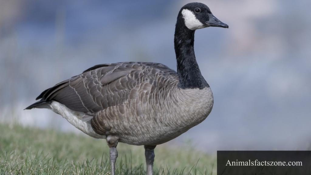 what animal has webbed feet