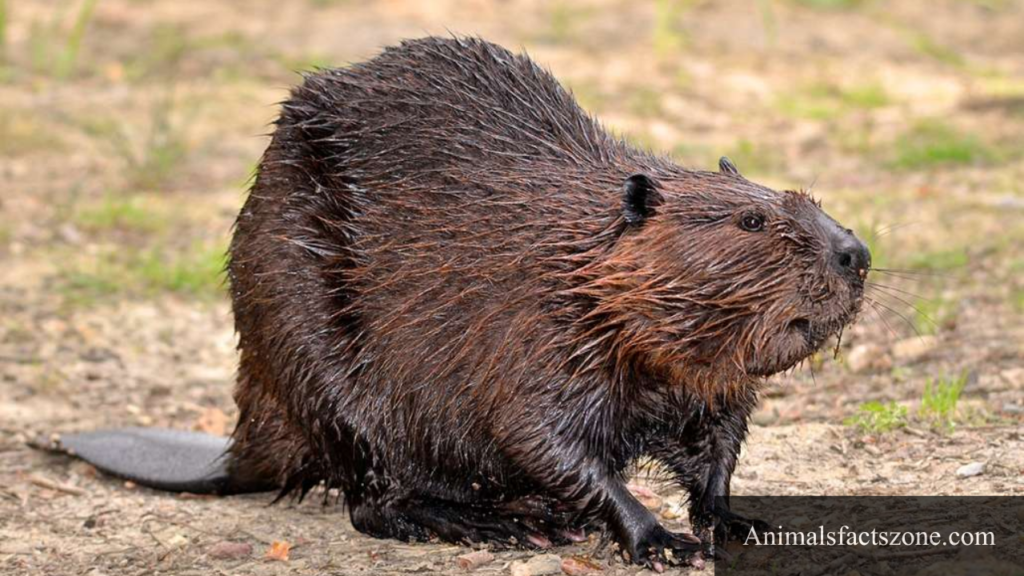webbed feet animals