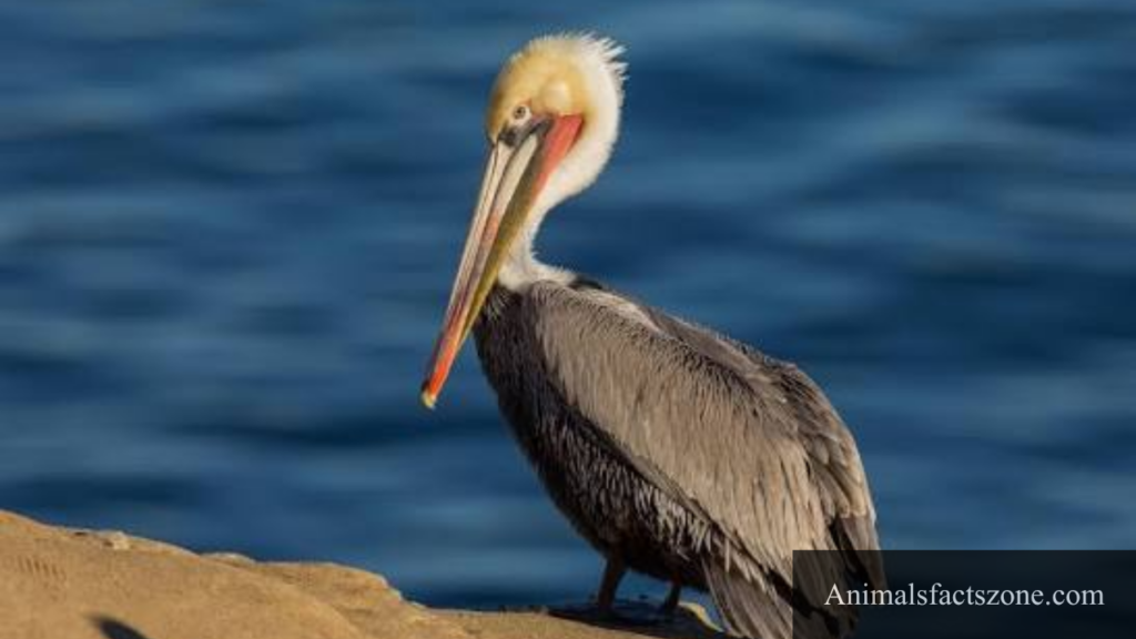 which animal has webbed feet
