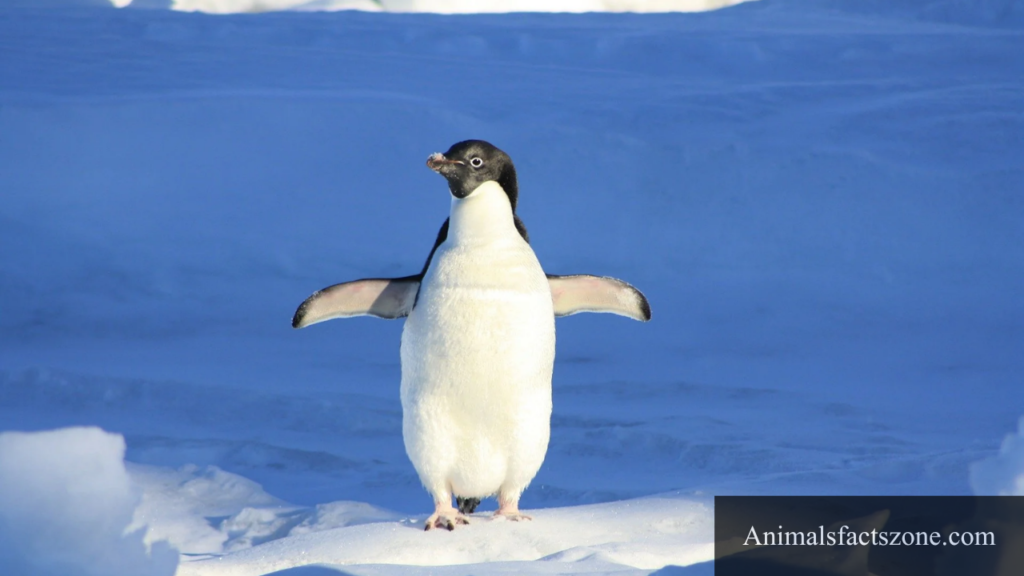 a bird with webbed feet