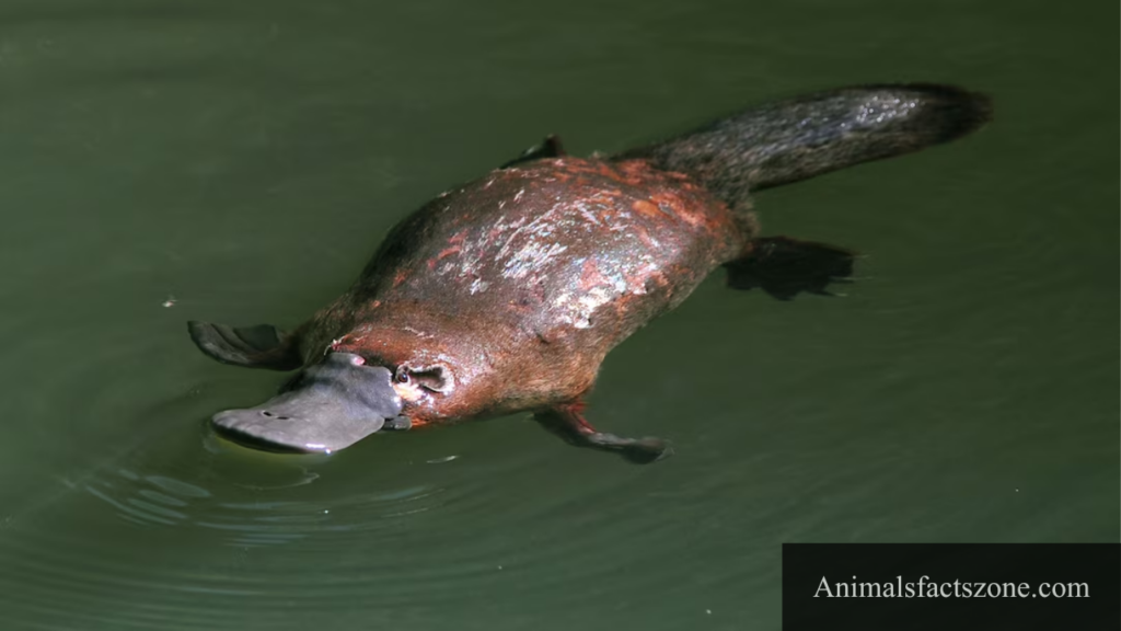 mammal with webbed feet