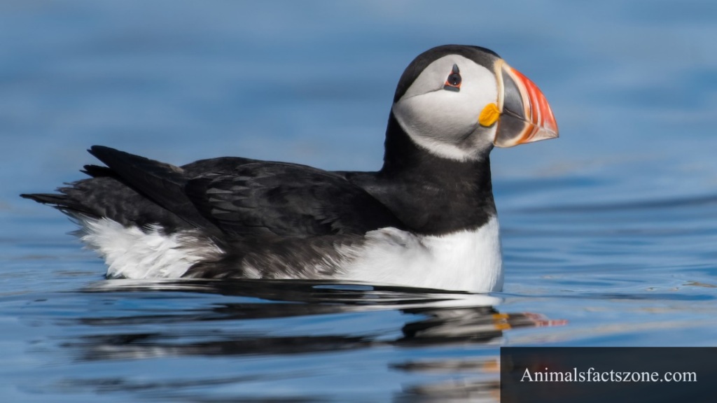 animals that have webbed feet