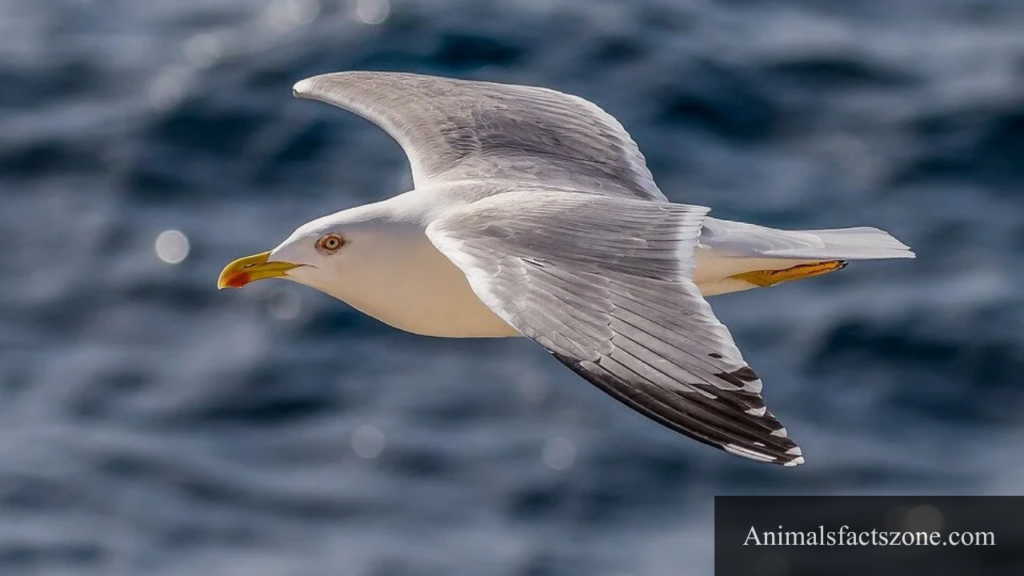 which animal have webbed feet