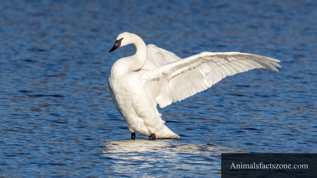 webbed feet animals name
