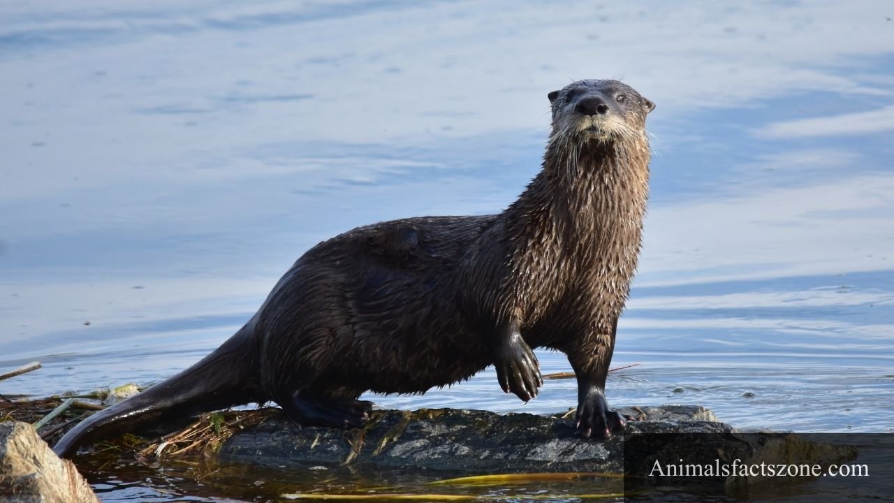 Animals With Webbed Feet